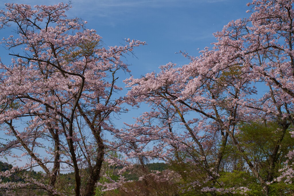 山の上の桜