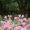 薔薇の海