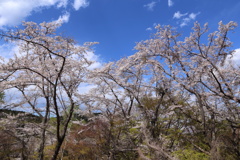 高尾山頂の桜 (1)