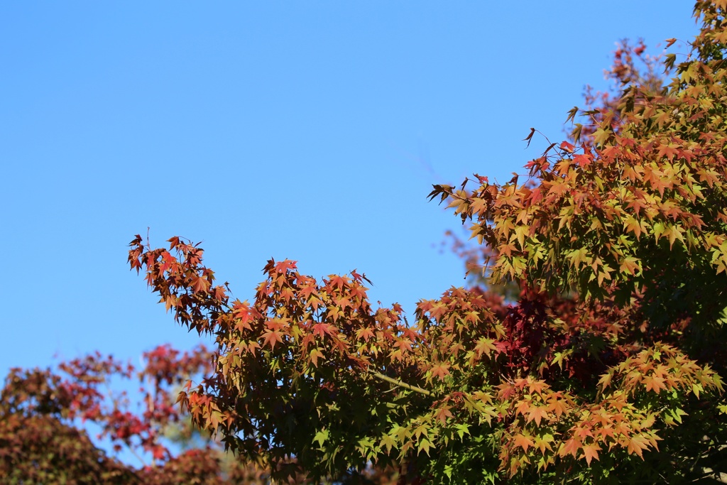 高尾山 　紅葉 (3)