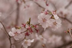 タマノホシザクラ