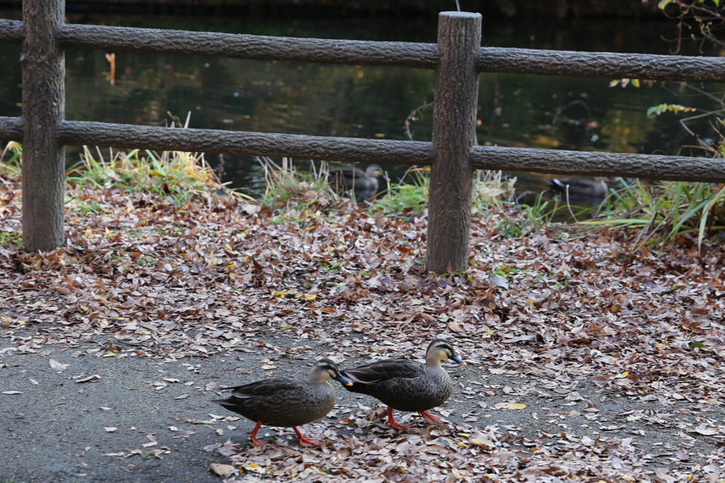 ひょこ　ひょこ