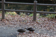 ひょこ　ひょこ