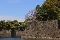 皇居　桜