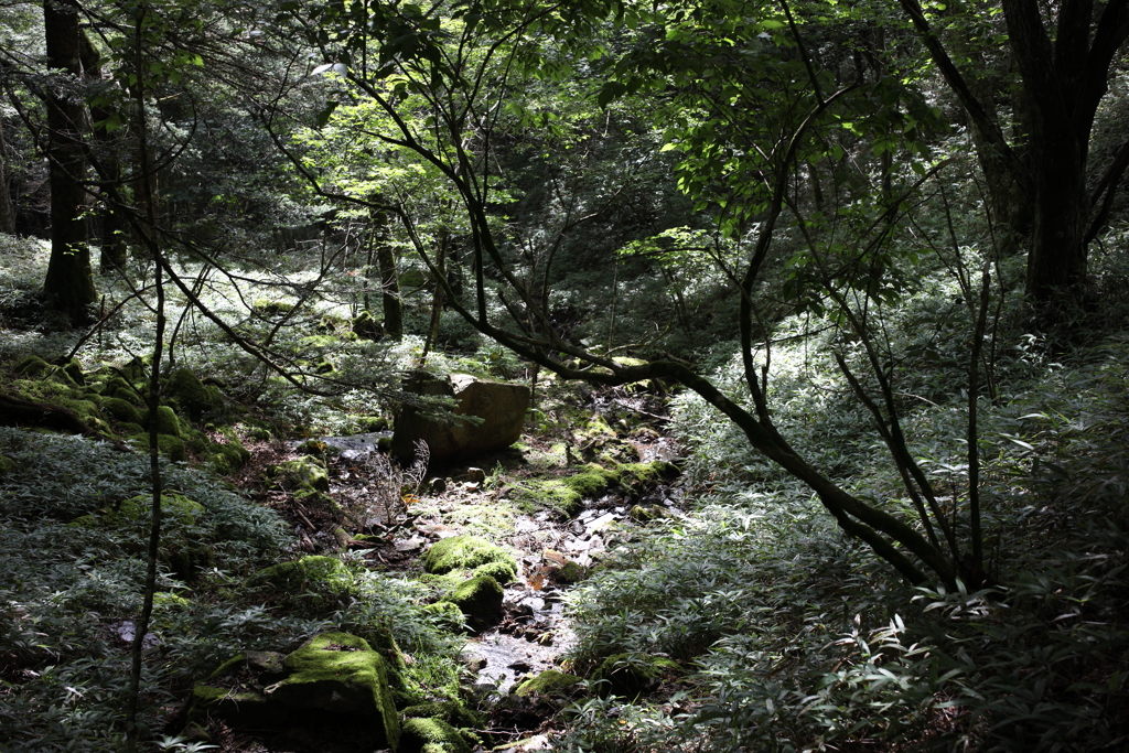 山中の木漏れ日
