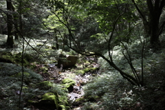 山中の木漏れ日