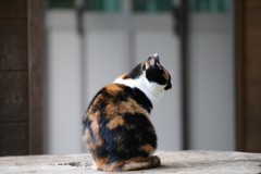 高尾山　切り株猫