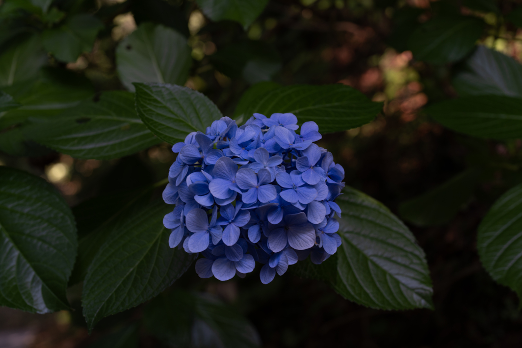 まだ紫陽花