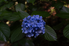 まだ紫陽花