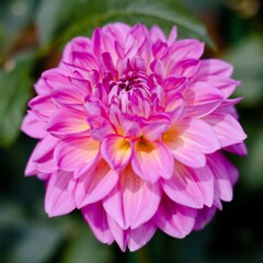 キューティーハニー