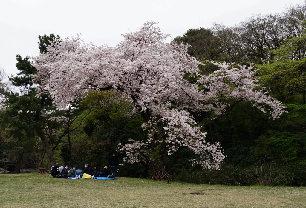 神宮の桜