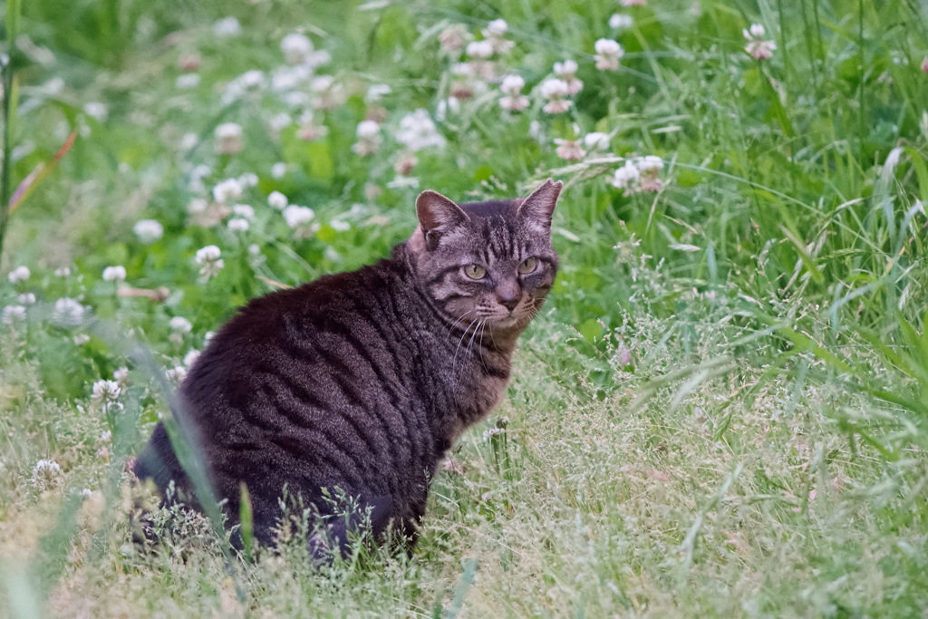 ねこぴー
