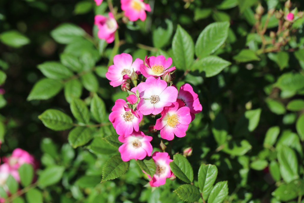 薔薇　モーツァルト