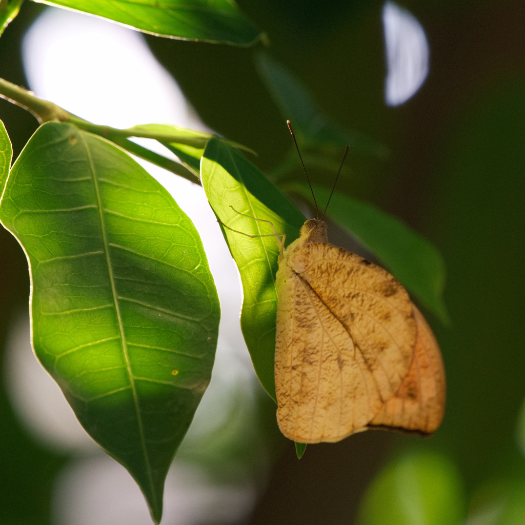 ツマベニチョウ