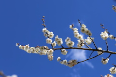 高尾梅郷　木下沢梅林 (5)