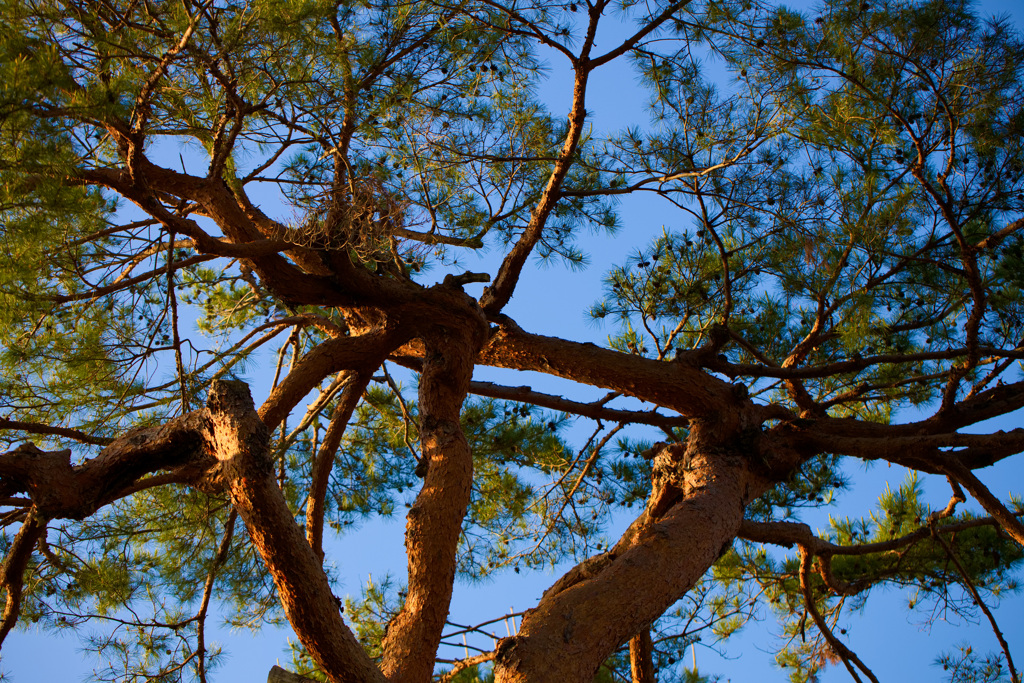 松の木