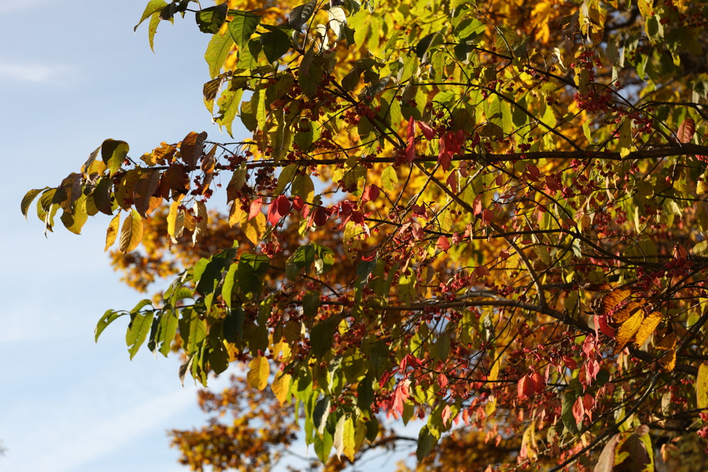 そろそろ紅葉