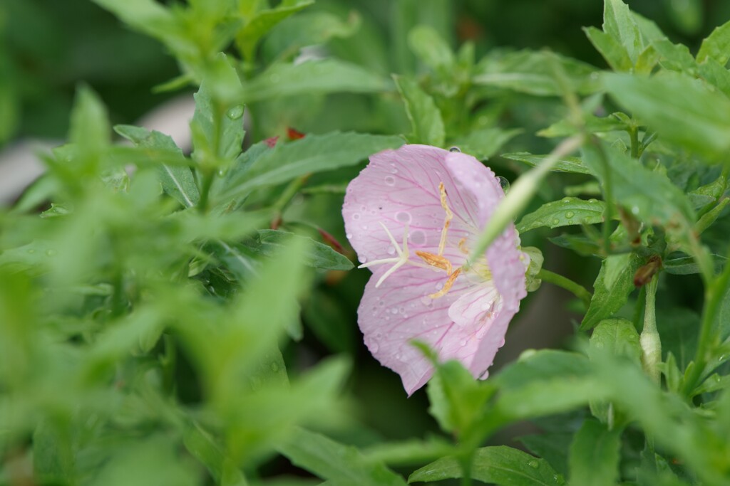 ヒルザキツキミソウ