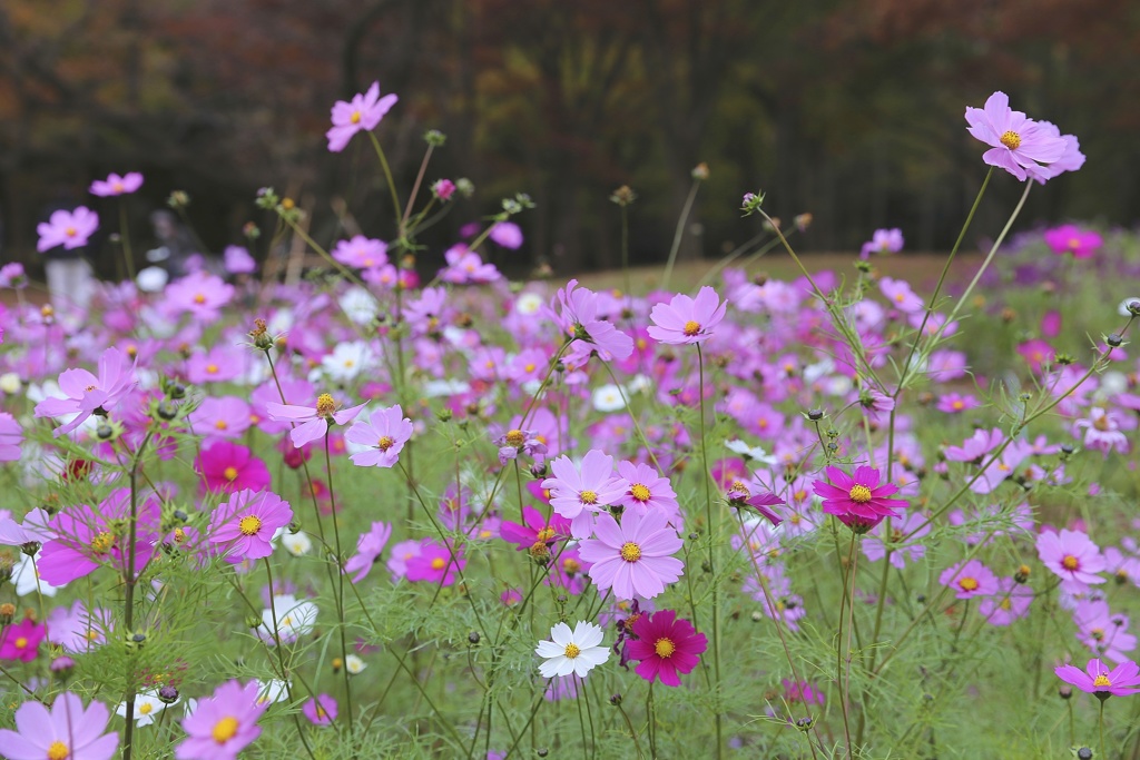 コスモス (1)
