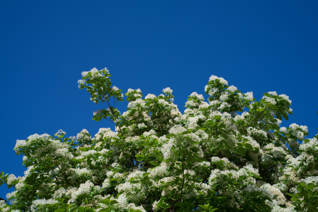 なんじゃもんじゃ