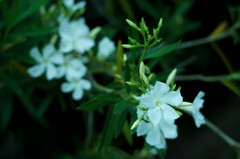 キョウチクトウ