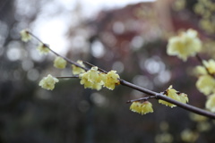 蝋梅　百草園