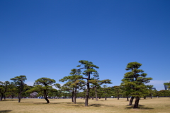 皇居　松