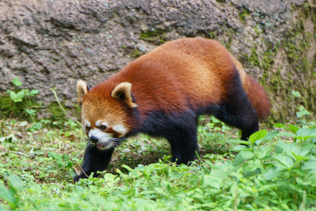 レッサーパンダ