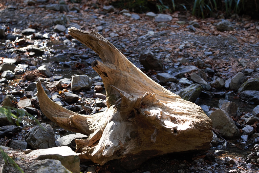 トリケラトプスの化石