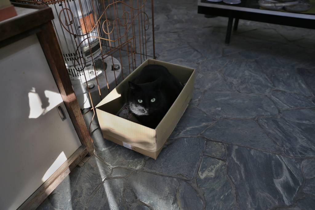 緑目の黒猫　萩焼の窯元にて