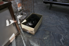 緑目の黒猫　萩焼の窯元にて