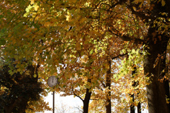 お昼過ぎの紅葉