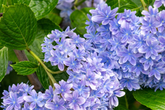 紫陽花