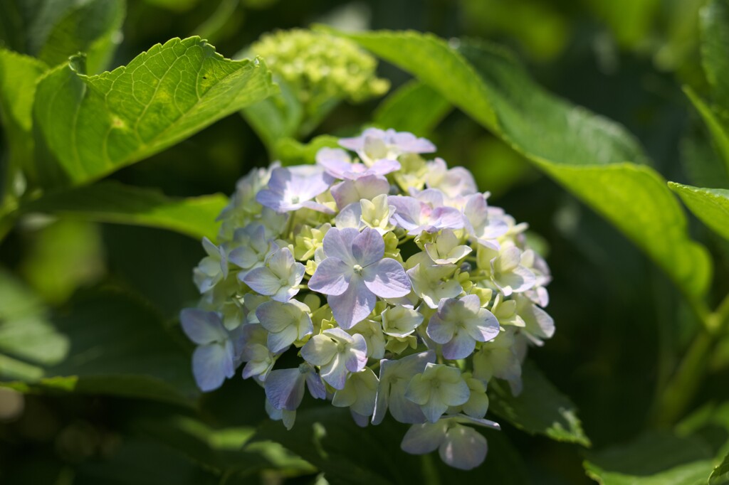 紫陽花