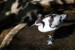 ソリハシセイタカシギ