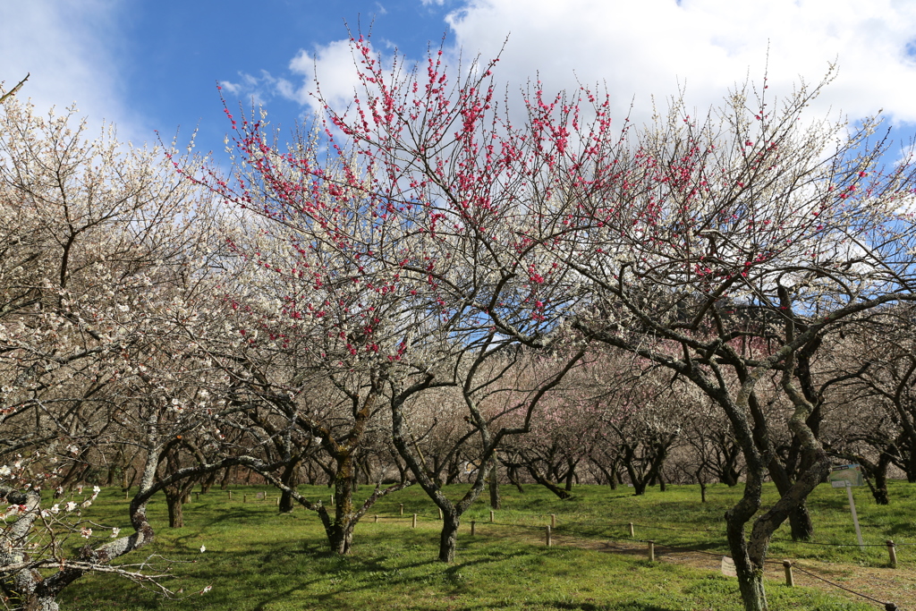 高尾梅郷　木下沢梅林 (38)