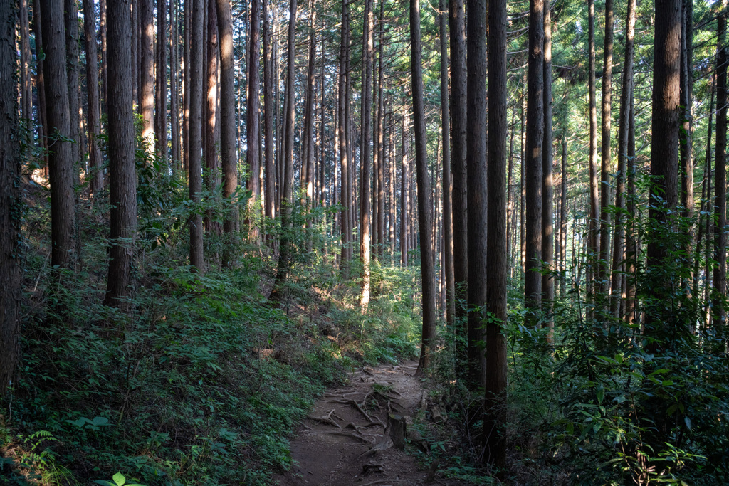木立
