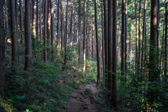 木立