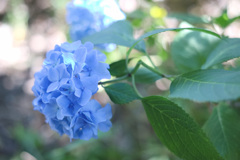 淡いブルーの紫陽花