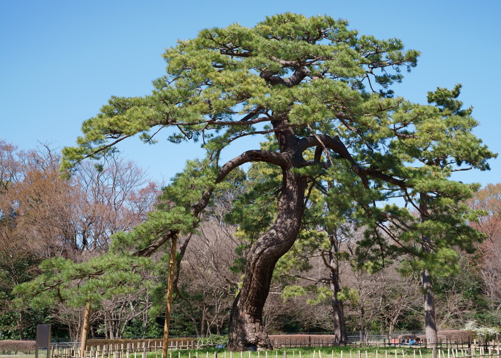 松の大木