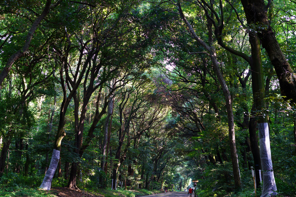 神宮の杜