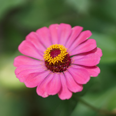 百日草   ジニアエレガンス