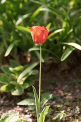 チューリップ