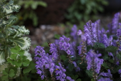 タツナミソウの森