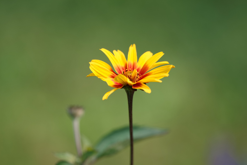 黄花