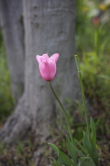 チューリップ