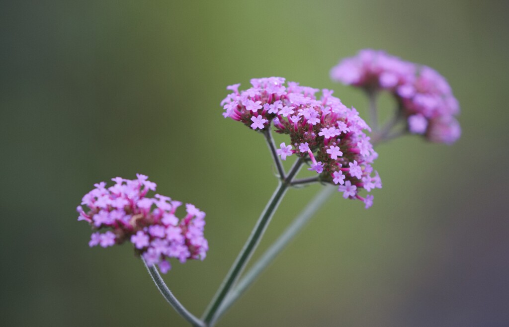 ヤナギハナガサ