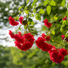 薔薇