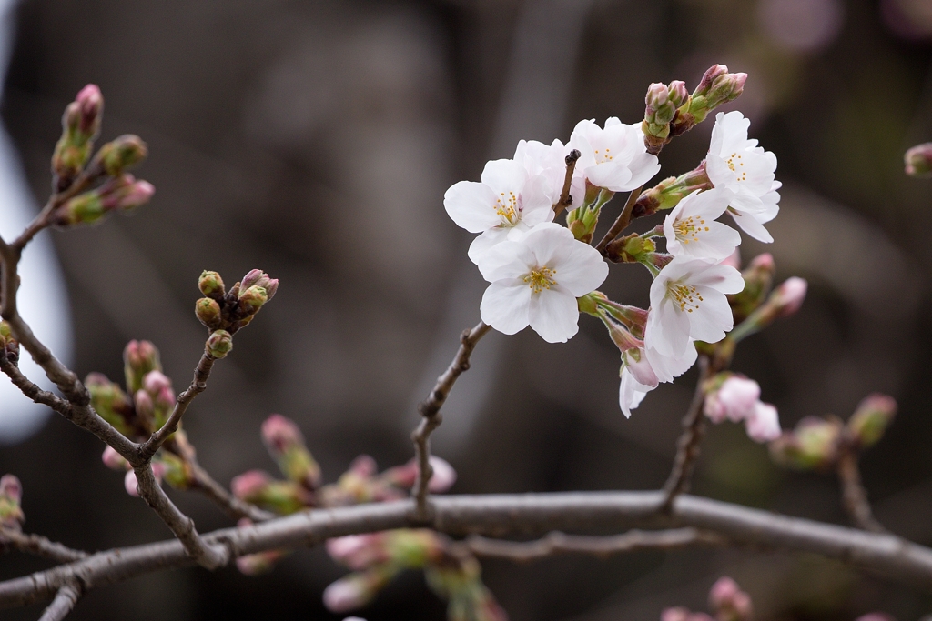 桜　開花 (1)