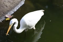 明治神宮　白鷺 (4)